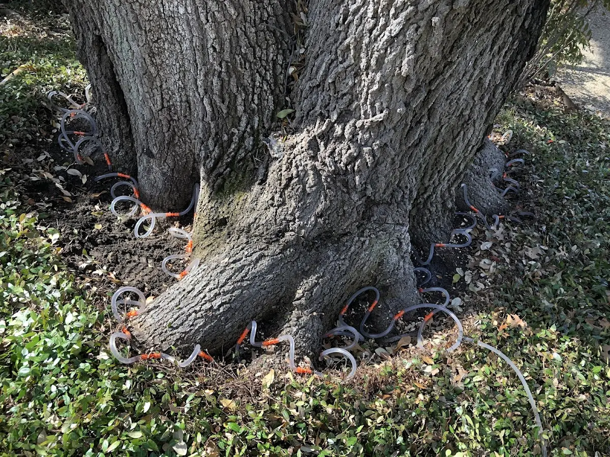 Detailed Tree Cabling and Bracing job site in Cashion