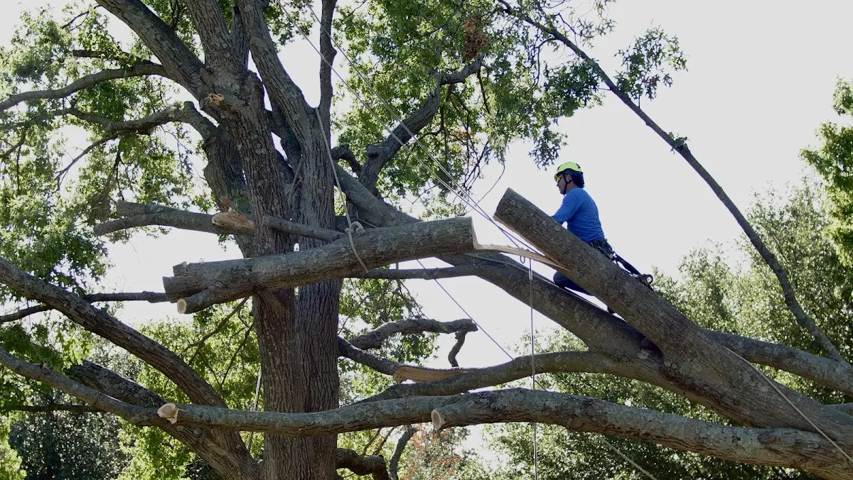 Professional Crown Thinning performed by certified arborists in Cashion