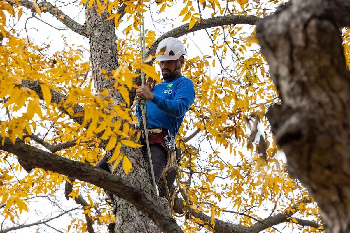 Skilled Tree Trimming crew working in Cashion